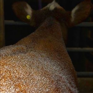 ISO: Scrubs for a vet hospital